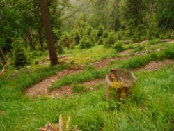 2013-06-22_Hirschhoerndl_Jochberg (047).JPG